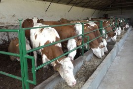 Apel uvoznicima mesa da otkupe domaće viškove