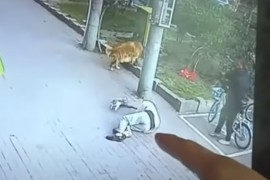 Nesvakidašnji prizor: Mačka pala čovjeku na glavu, ostao bez svijesti