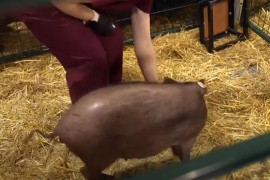 Mask predstavio svinju kojoj je ugradio čip u mozak