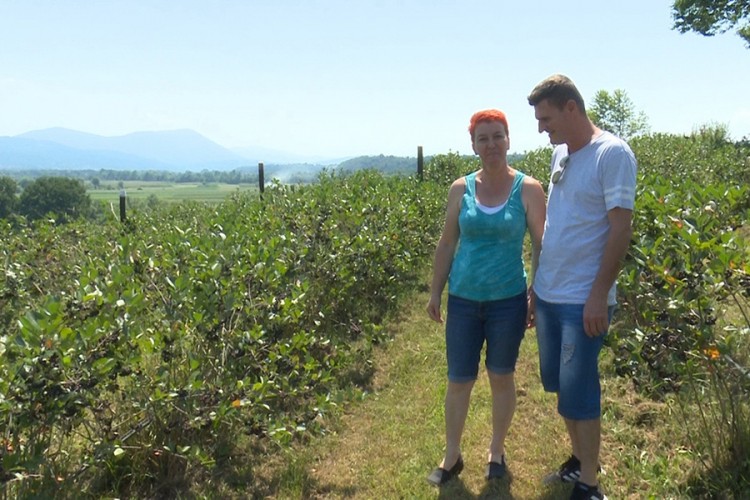 Biščevići očekuju rekordan urod: Svu aroniju prodaju na kućnom pragu