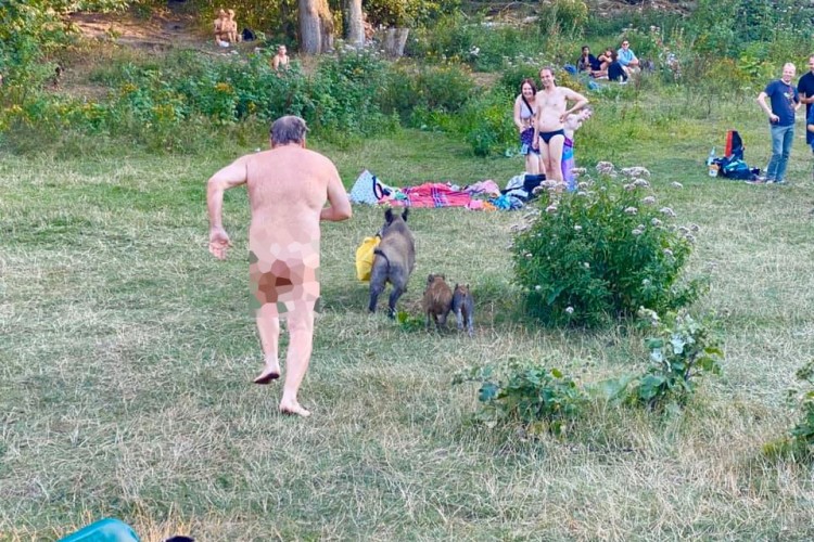 Divlja svinja ukrala nudisti laptop, vlasnik je jurio go