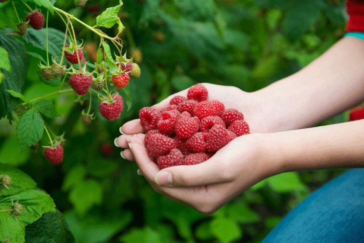 Berba maline pri kraju, otkupna cijena se još ne zna