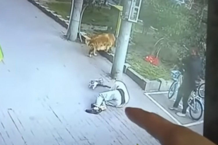 Nesvakidašnji prizor: Mačka pala čovjeku na glavu, ostao bez svijesti