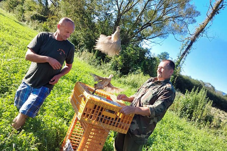 Lovačko društvo "Sana": U lovište pušteno 600 mladih fazana