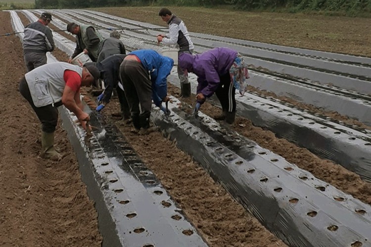Tri gazdinstva organizovala zasad 13.500 živica jagode