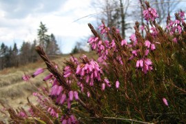 Ukrasno bilje: Crnjuša