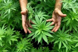 Nelegalna plantaža otkrivena u Kostajnici