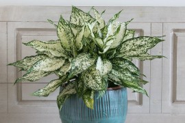 Aglaonema - "srebrna kraljica" enterijera