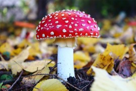 Vic dana: Baba se otrovala gljivama