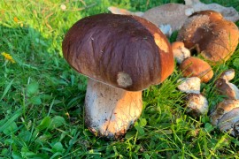 Ne znamo šta jesen nosi ali vrganja će biti sigurno