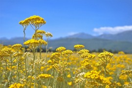 Smilje ne miriše na zaradu kao ranije