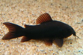 Pokušali da krijumčare akvarijumske ribice