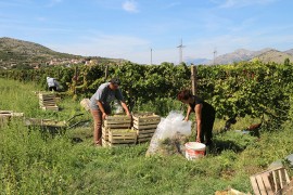 Trebinjski "Agrofin" prodao skoro kompletnu berbu grožđa