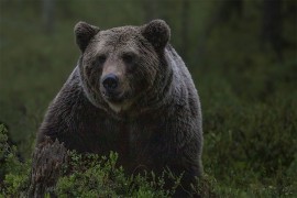 Grizli ubio lovca