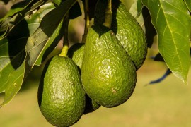 Kako naučnici planiraju da na Marsu gaje avokado