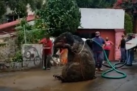 Čistili kanalizaciju, šokirao ih ogromni štakor
