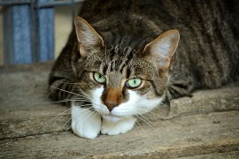 Monstruozan čin: Izranjavali mačku petardama pa je zapalili na ...