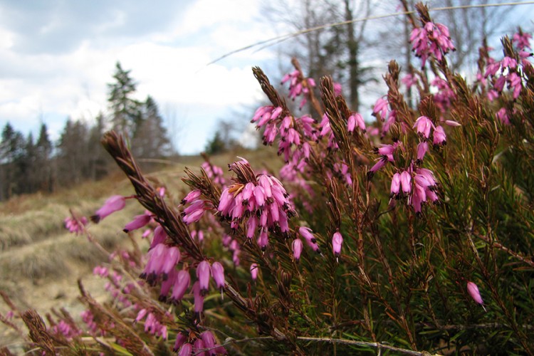 Ukrasno bilje: Crnjuša