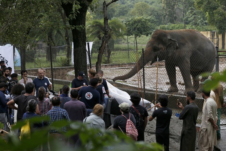 Usamljeni slon Kavan dobio dozvolu da napusti pakistanski ZOO