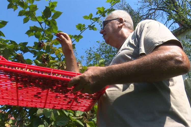 Bakir Biščević kupinovo vino i rakiju prodaje na kućnom pragu