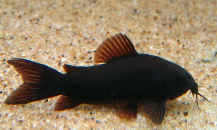 Pokušali da krijumčare akvarijumske ribice