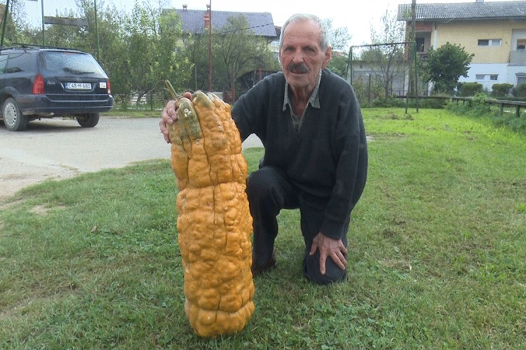 Duguljasta bundeva od 50 kg atrakcija u Sanskom Mostu