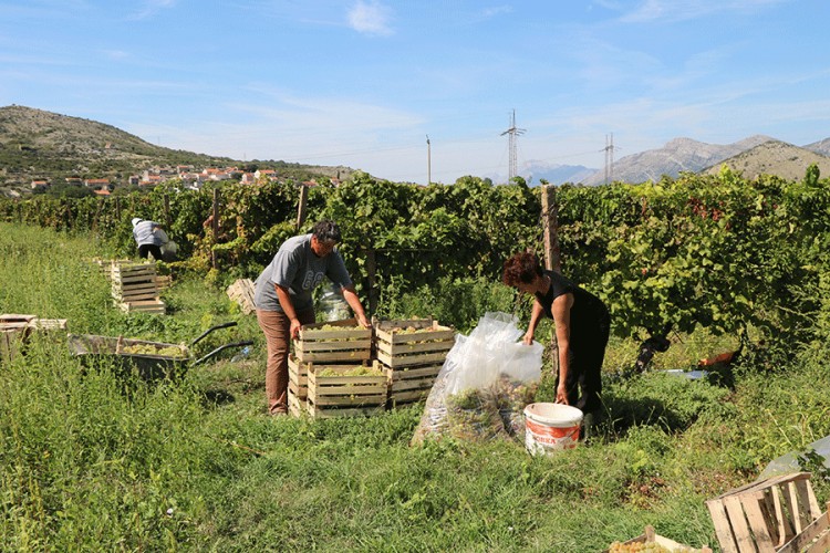 Trebinjski "Agrofin" prodao skoro kompletnu berbu grožđa
