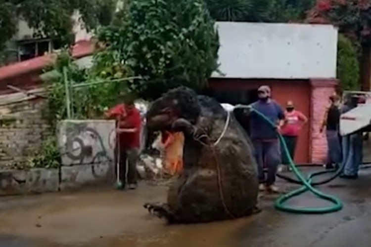 Čistili kanalizaciju, šokirao ih ogromni štakor