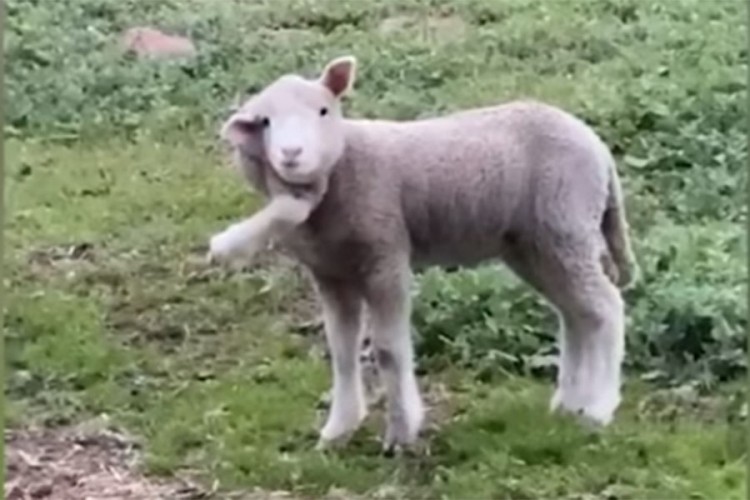 Rođeno jagnje sa pet nogu