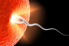 Namirnice za bolju spermu i one koje treba izbjegavati
