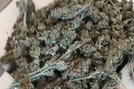 Marihuana pronađena u pretresu u Šamcu