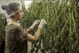 U Skoplju otvorena najveća fabrika medicinskog kanabisa u Evropi