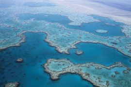 Veliki koralni greben u Australiji ostao bez polovine korala