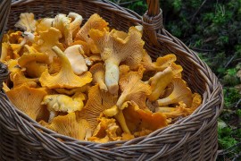 Izvoz gljiva 17 puta nadmašio uvoz