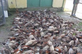 Psi lutalice podavili 600 fazana