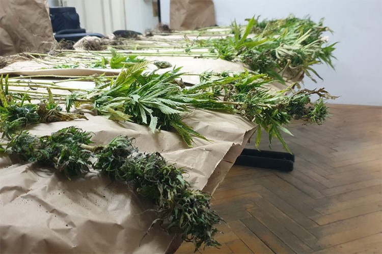 "Plantaža" otkrila zasade marihuane i "pokosila" šest osoba