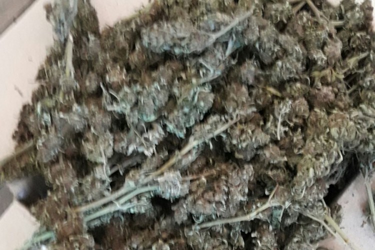 Marihuana pronađena u pretresu u Šamcu