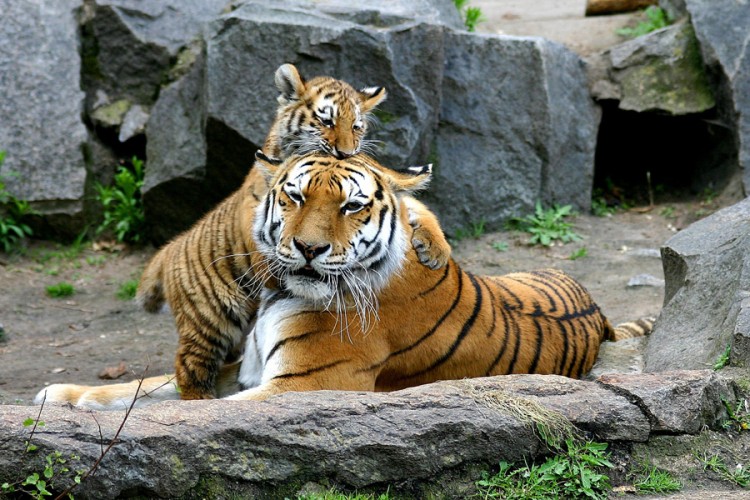 Htjeli da kupe Savana mačku, dobili mladunče tigra