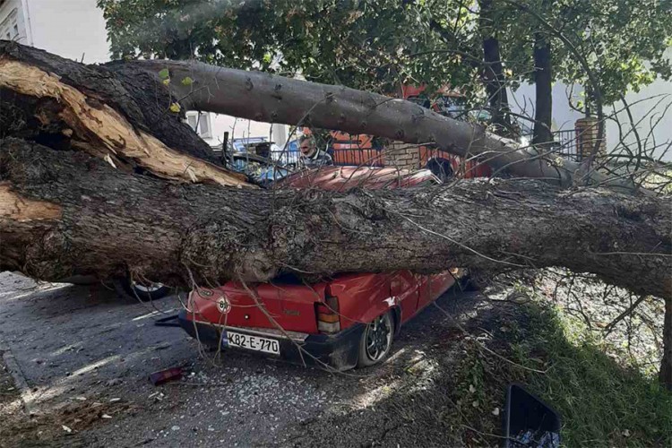 Drvo palo na auto u Prnjavoru