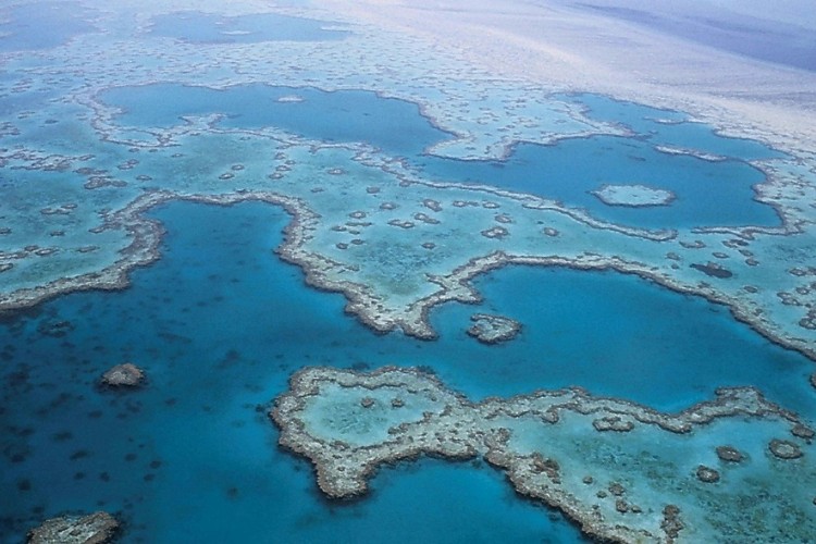 Veliki koralni greben u Australiji ostao bez polovine korala