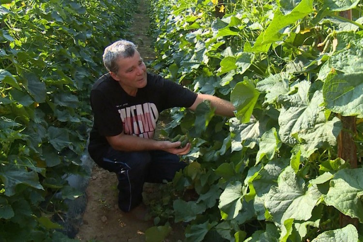 Manje prinose kornišona na području USK ublažava siguran otkup