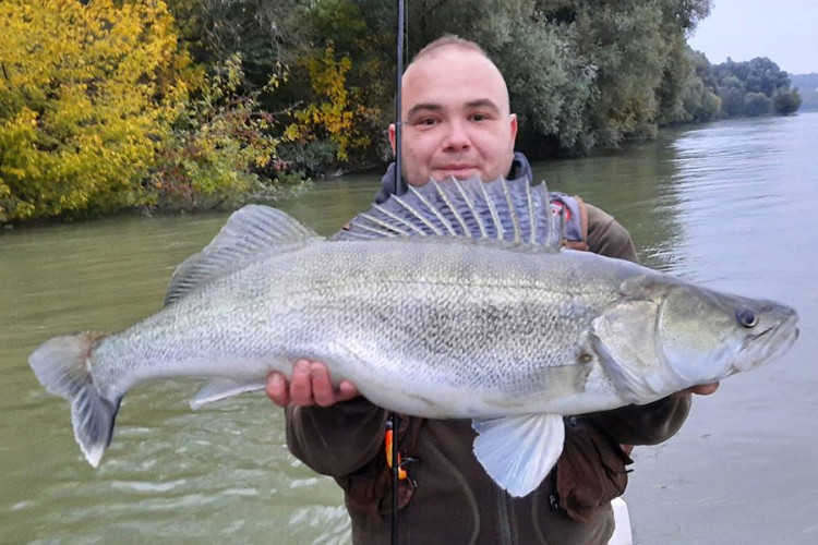 Kapitalni smuđ ulovljen na ušću Drave u Dunav
