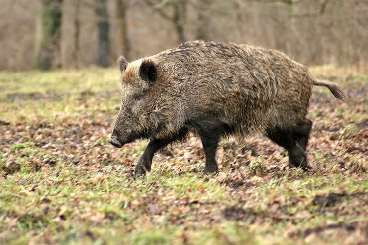 Pucao na divlju svinju pa ranio lovca