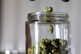 U Nju Džerziju i Arizoni izglasana legalizacija marihuane