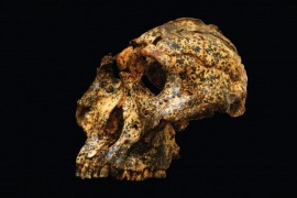 Lobanja stara dva miliona godina otkriva nove detalje ljudske evolucije