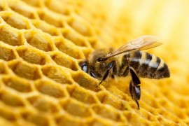 Četiri zdravstvene tegobe koje liječi propolis