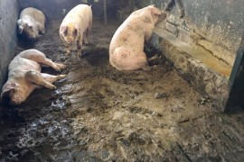 Farmer završio na robiji zbog svinja