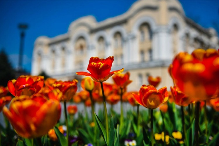 Podrška akciji "Birajmo najljepše", tulipani za 200 učesnika