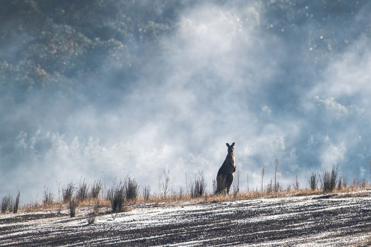 Veliki dio Australije zahvaćen ekstreminim toplotnim talasom