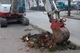 Nove sadnice u banjalučkim drvoredima